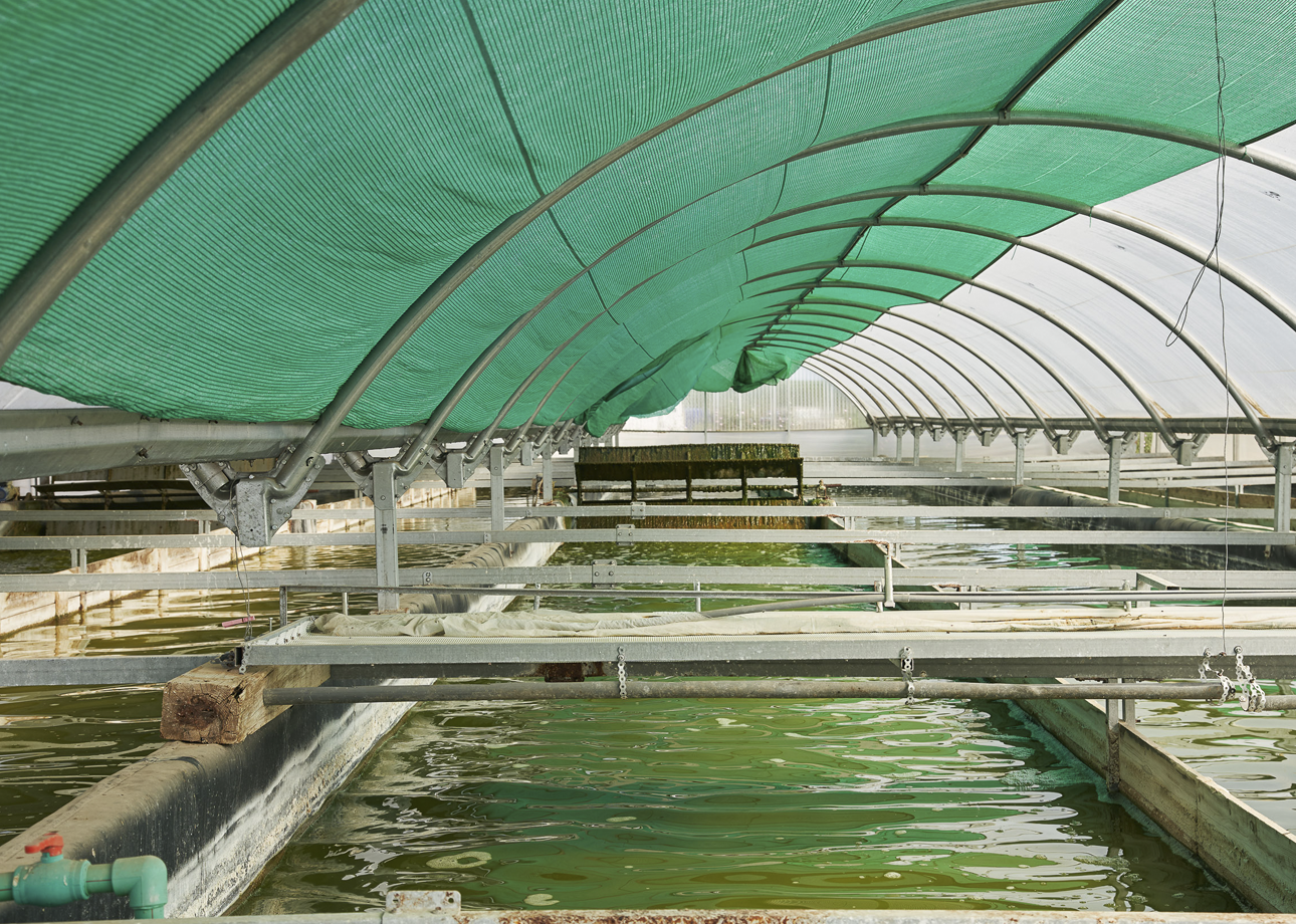 DESCUBRE LA ALIMENTACIN DEL FUTURO: MICROALGAS Y ESPIRULINA, DE  SALZILLO FOOD. SAN JAVIER.