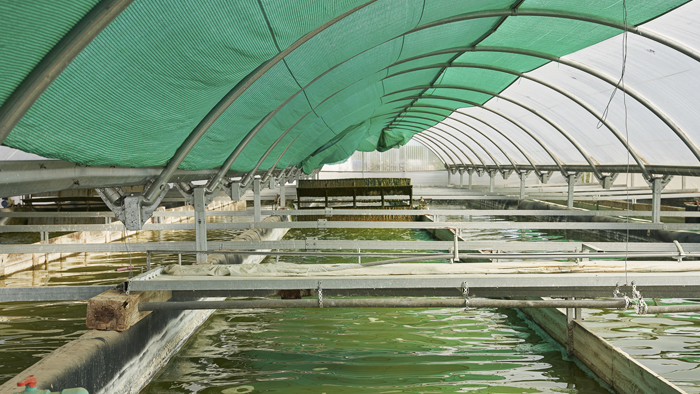 DESCUBRE LA ALIMENTACIN DEL FUTURO: MICROALGAS Y ESPIRULINA, DE  SALZILLO FOOD. SAN JAVIER.
