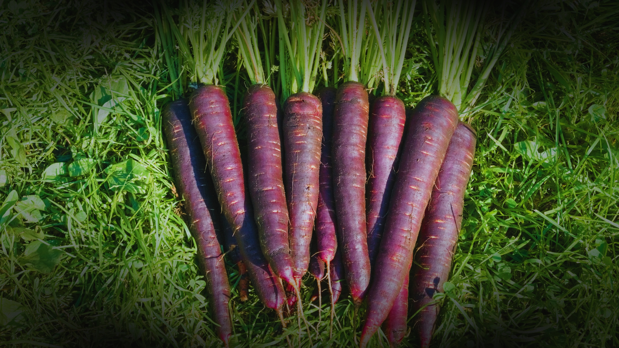 Productos 'secretos' de la Huerta de la Regin de Murcia para cocinar en Navidad