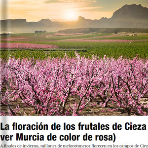 La floración de los frutales de Cieza-Hola La floración de los frutales de Cieza-Hola
