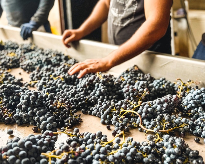 Bodega Pura Vi�a