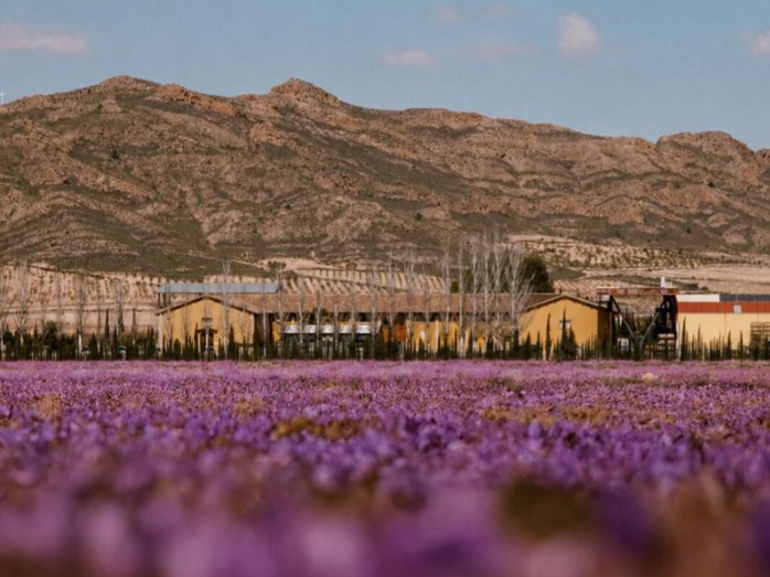 BODEGAS CARCHELO