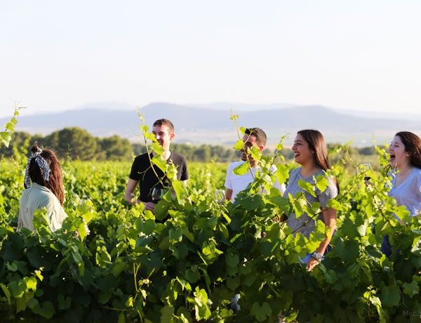 BODEGAS CASTAO