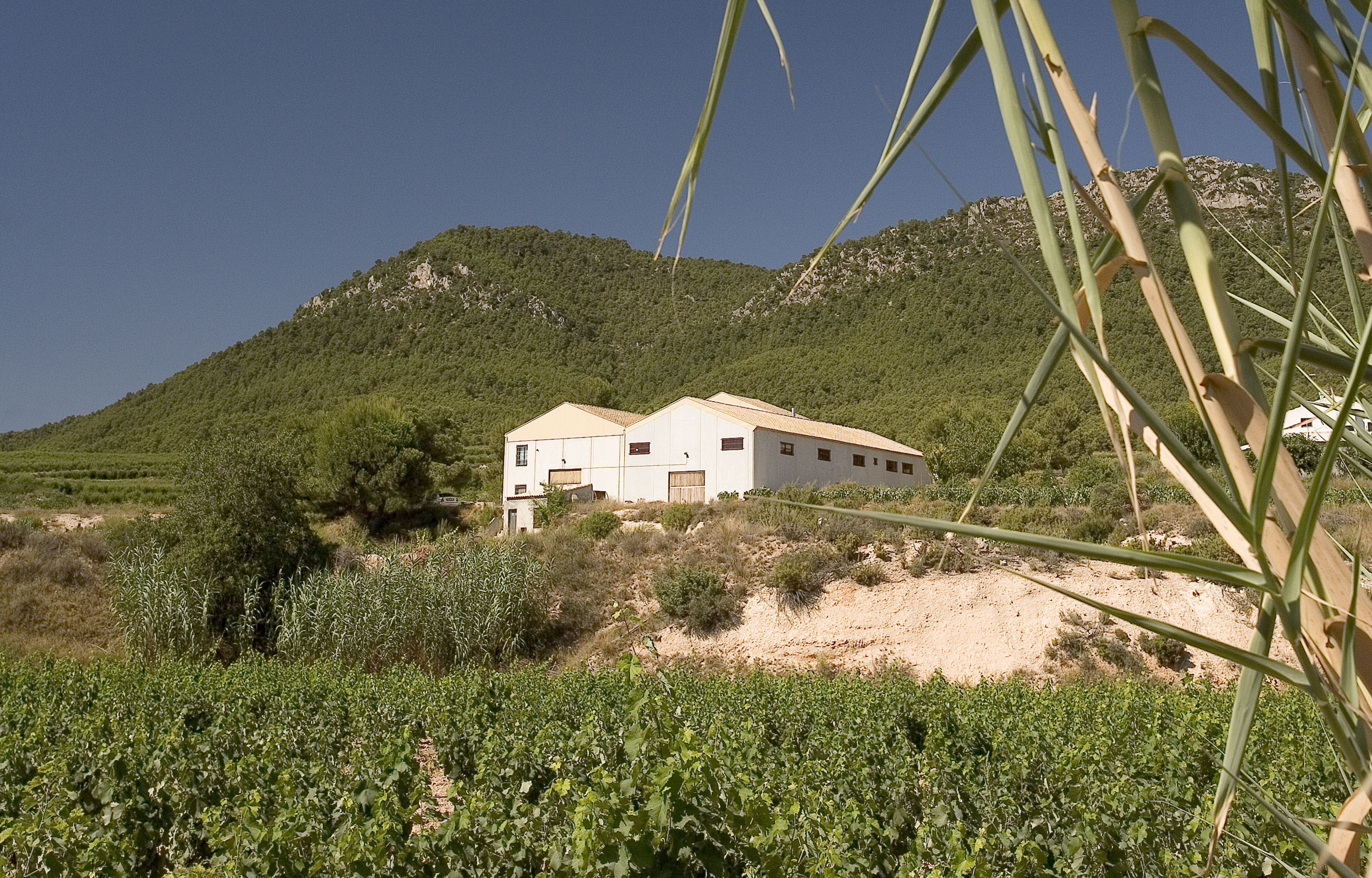 BODEGA BALCONA